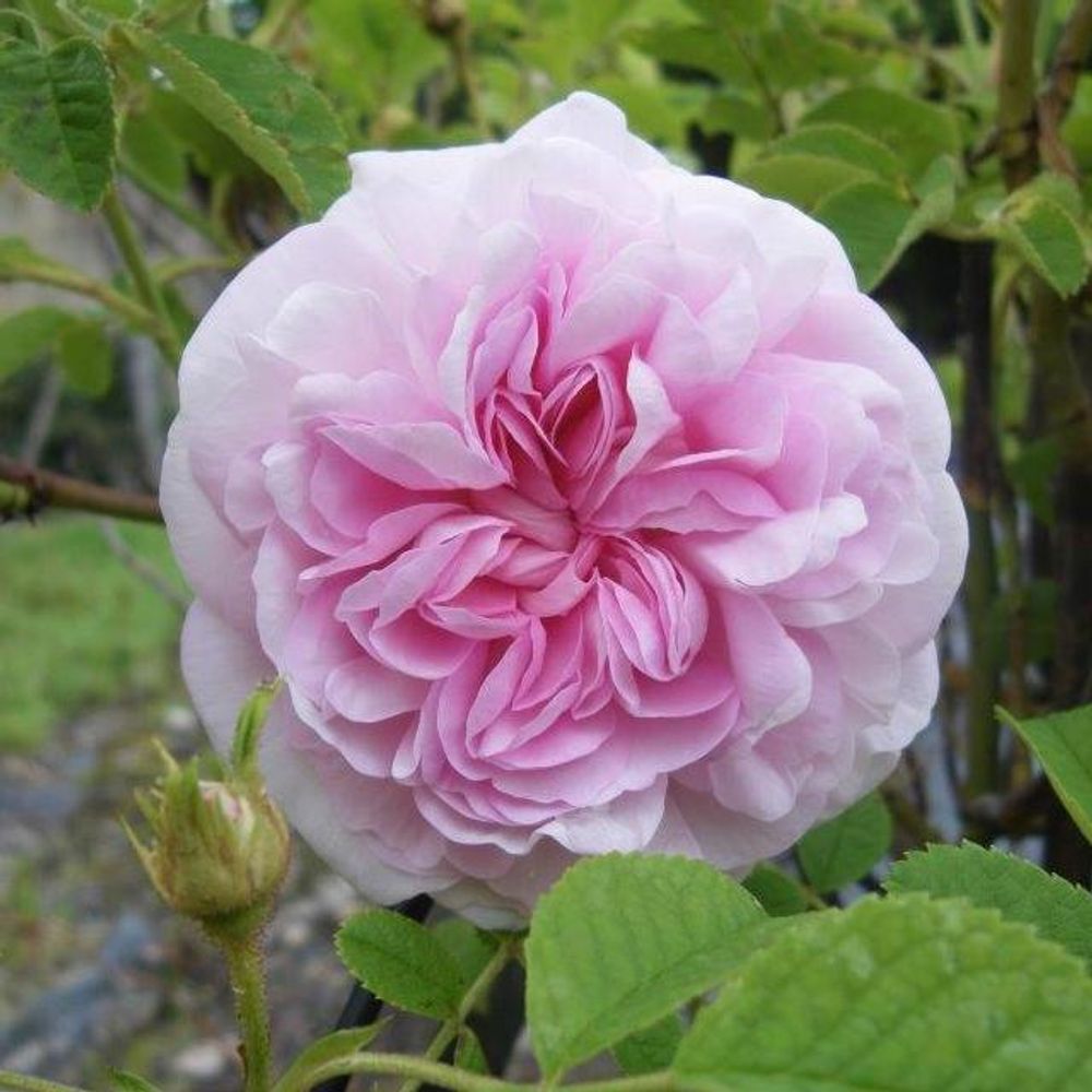 Chloris