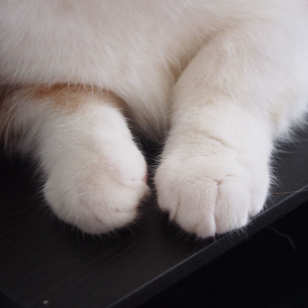 しーずんずん