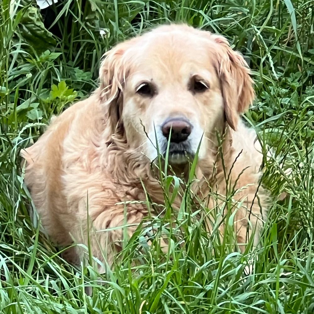 Pooch Approved