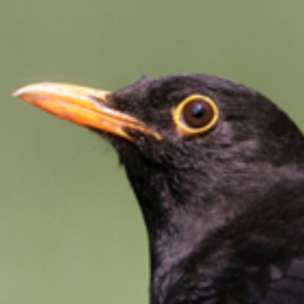 Black Rainbird