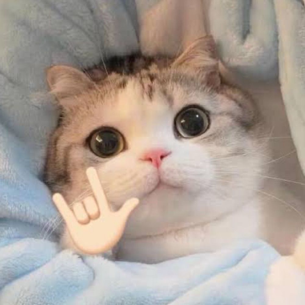 เหมียวเด้ง