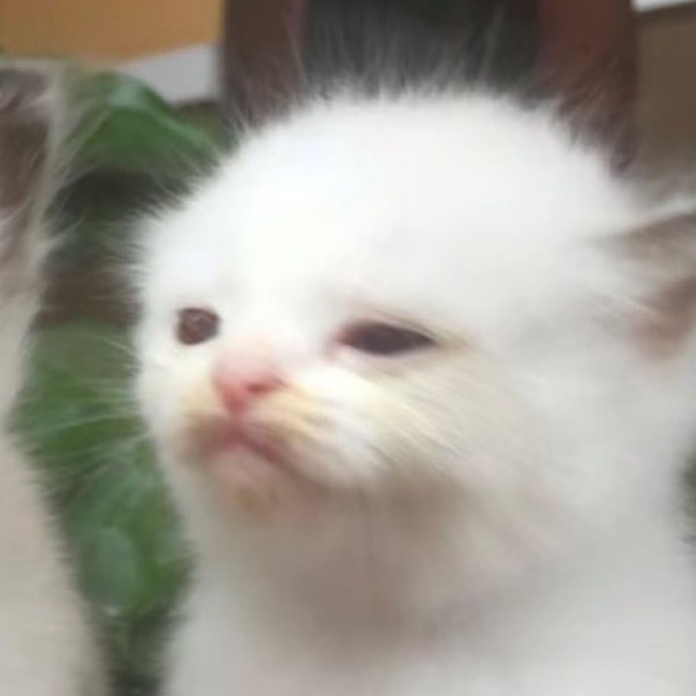 lee