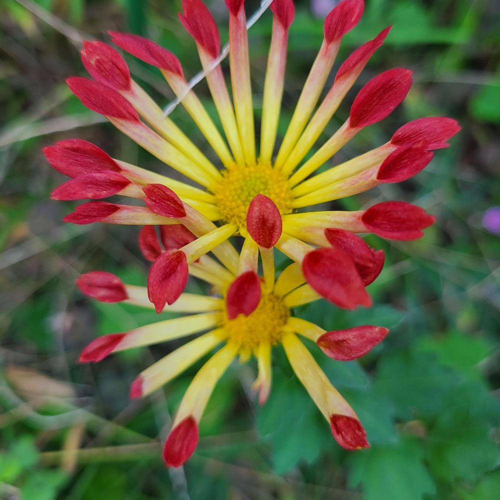 timerhomura.bsky.social