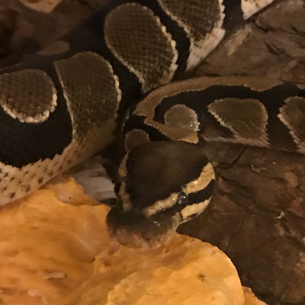 Sappie Snakie