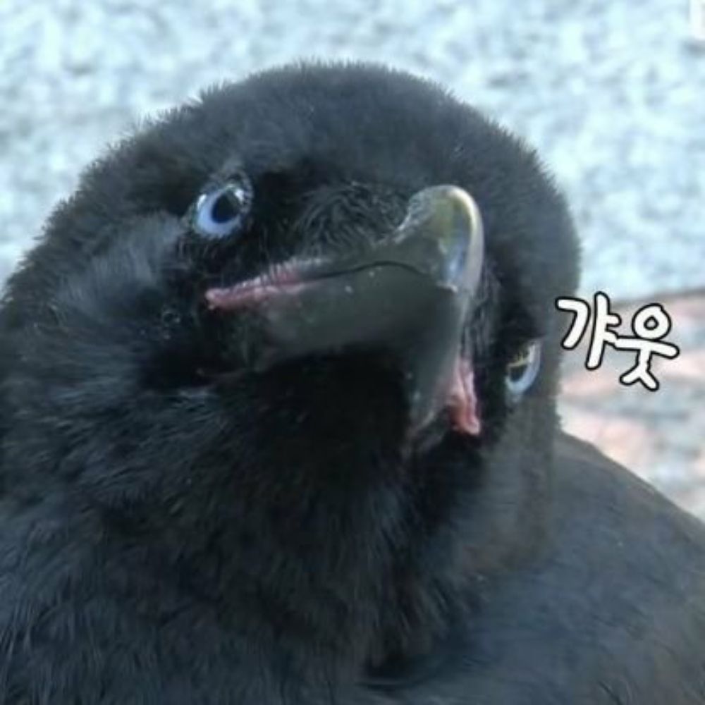 걔맞(블친소)