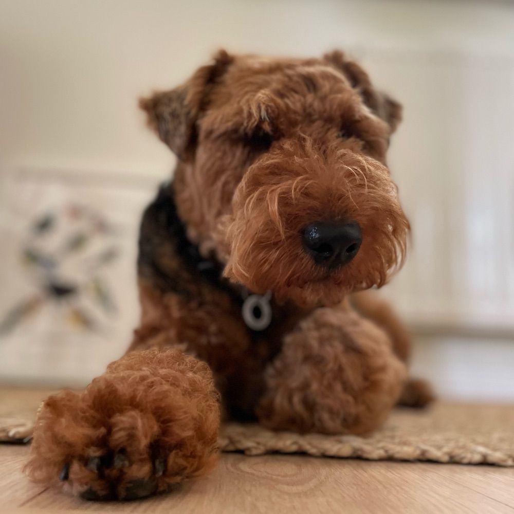 jasper-the-welsh