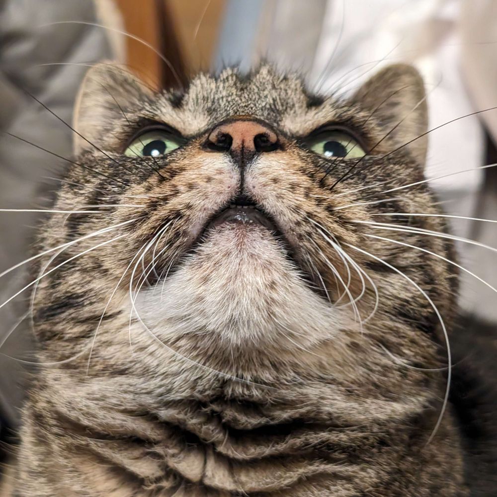 パコ