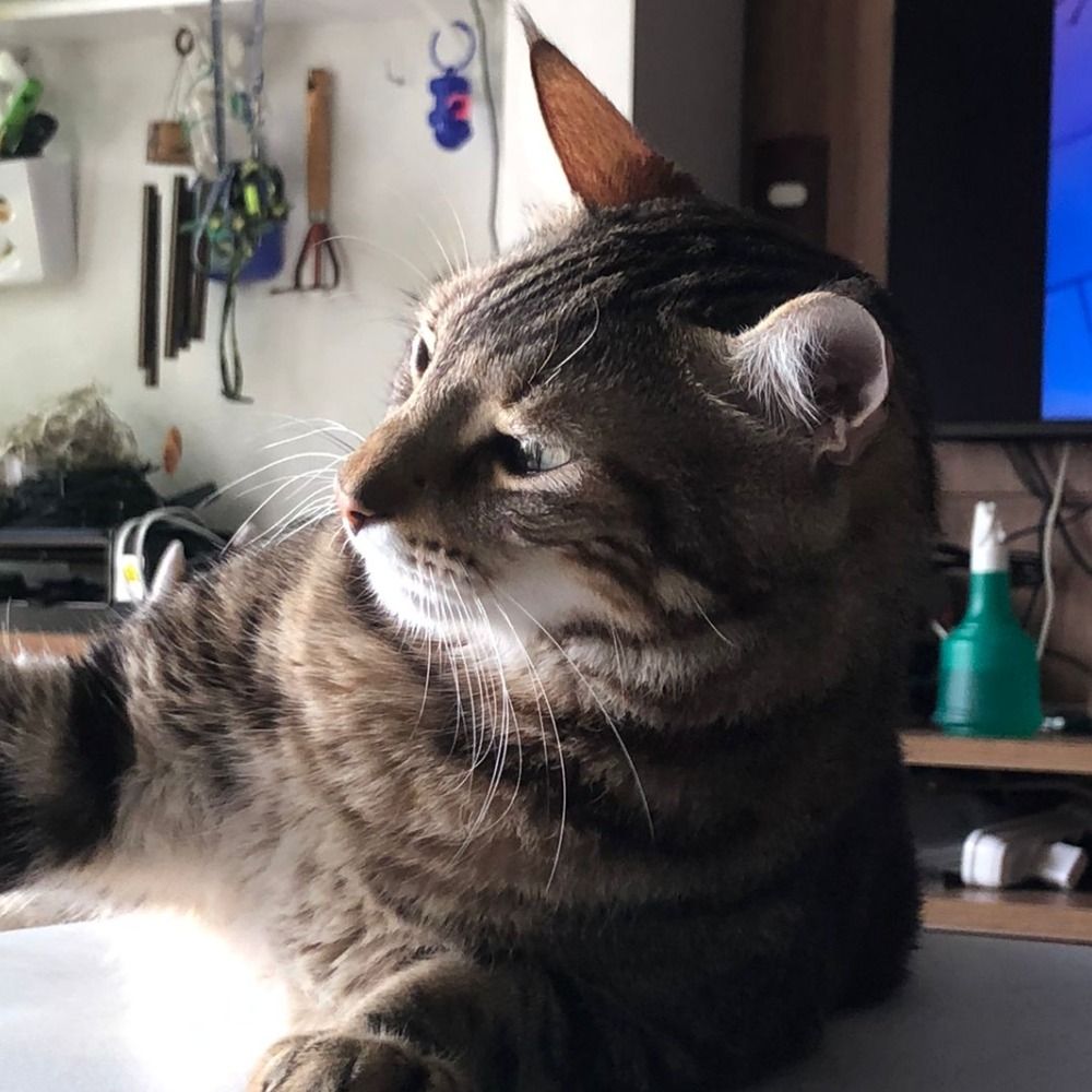 Rajah