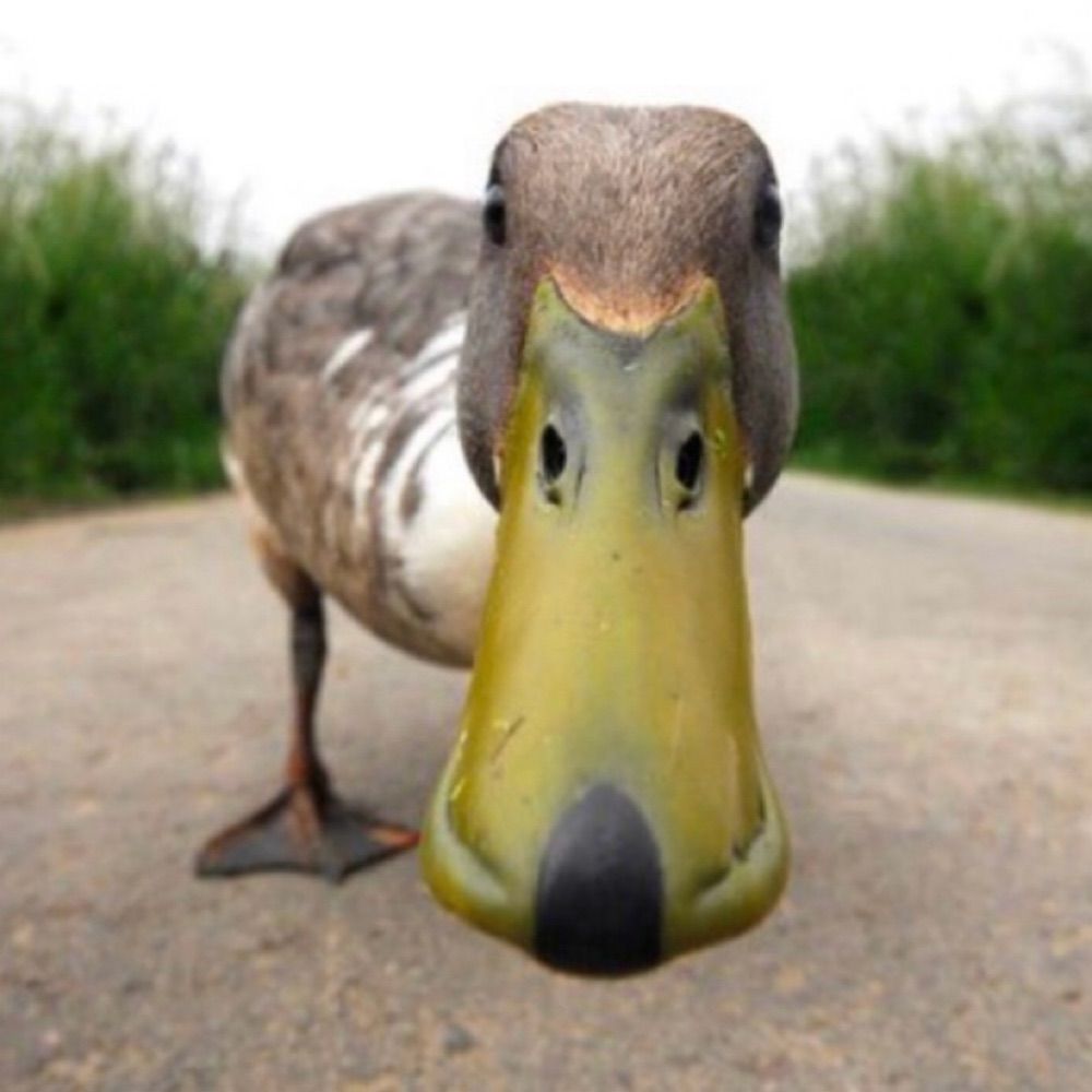 quack
