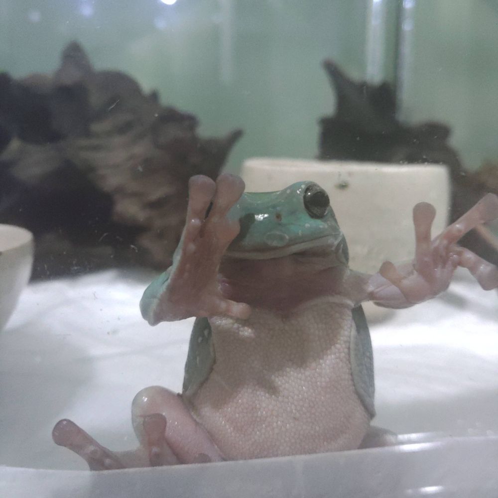 コウ