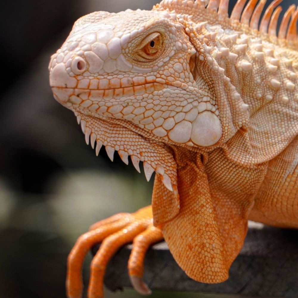 Gila Iguana