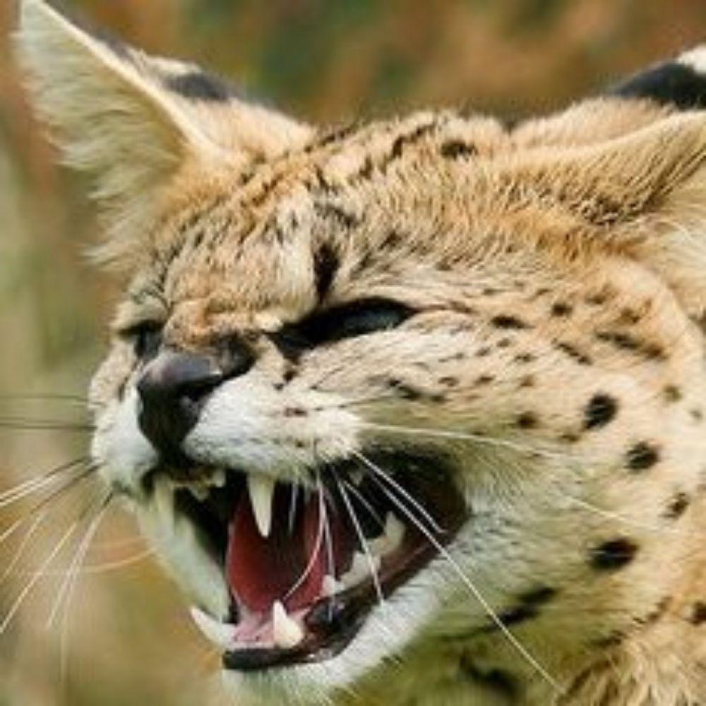 DrunkServal