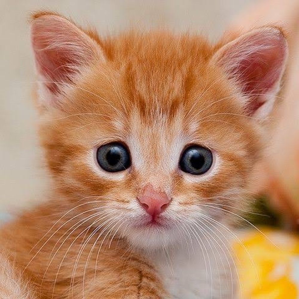 Cats Of BlueSky