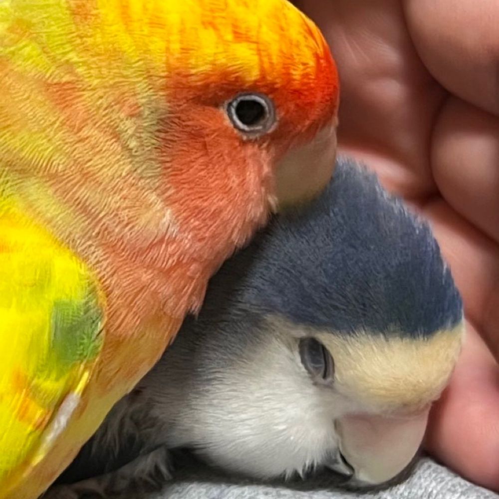 エンリコだよぉ😇
