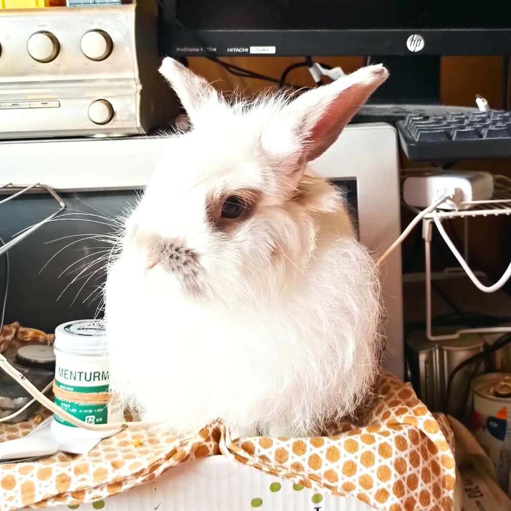 ほうき星