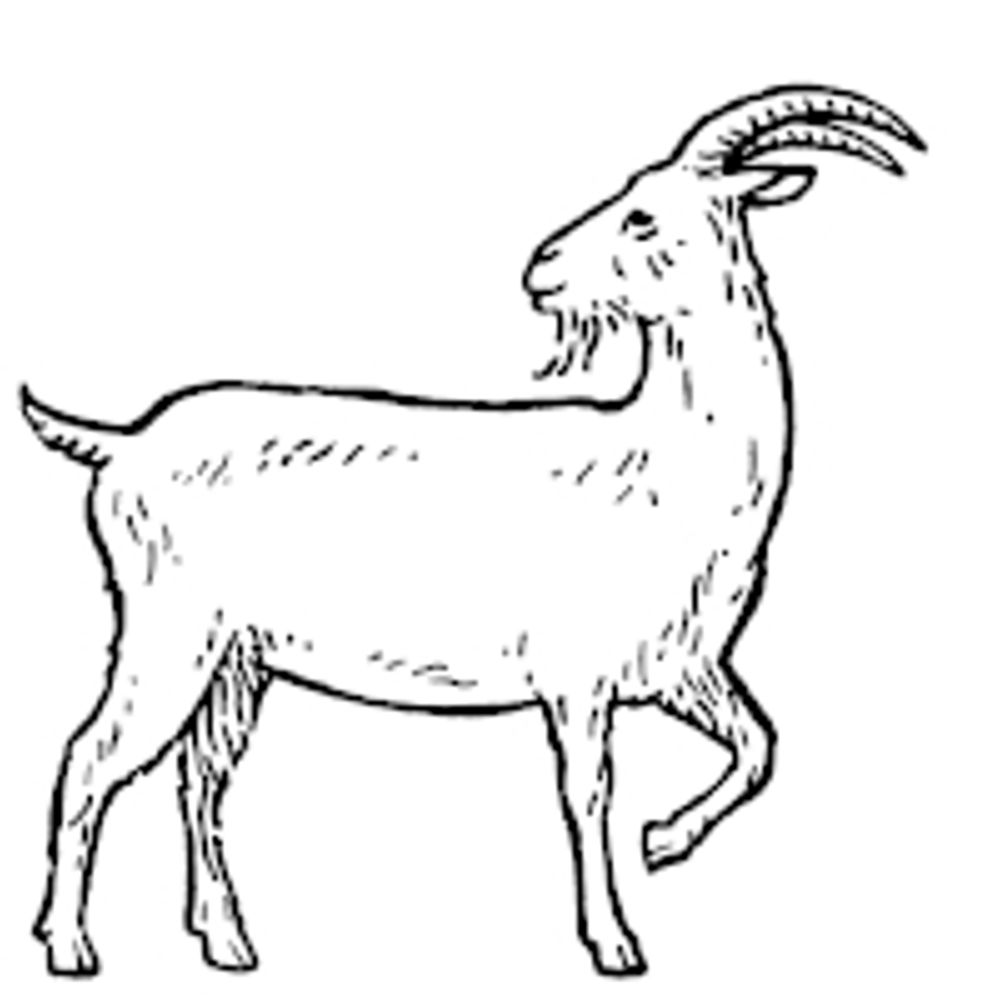 Wandering Goat Coffee