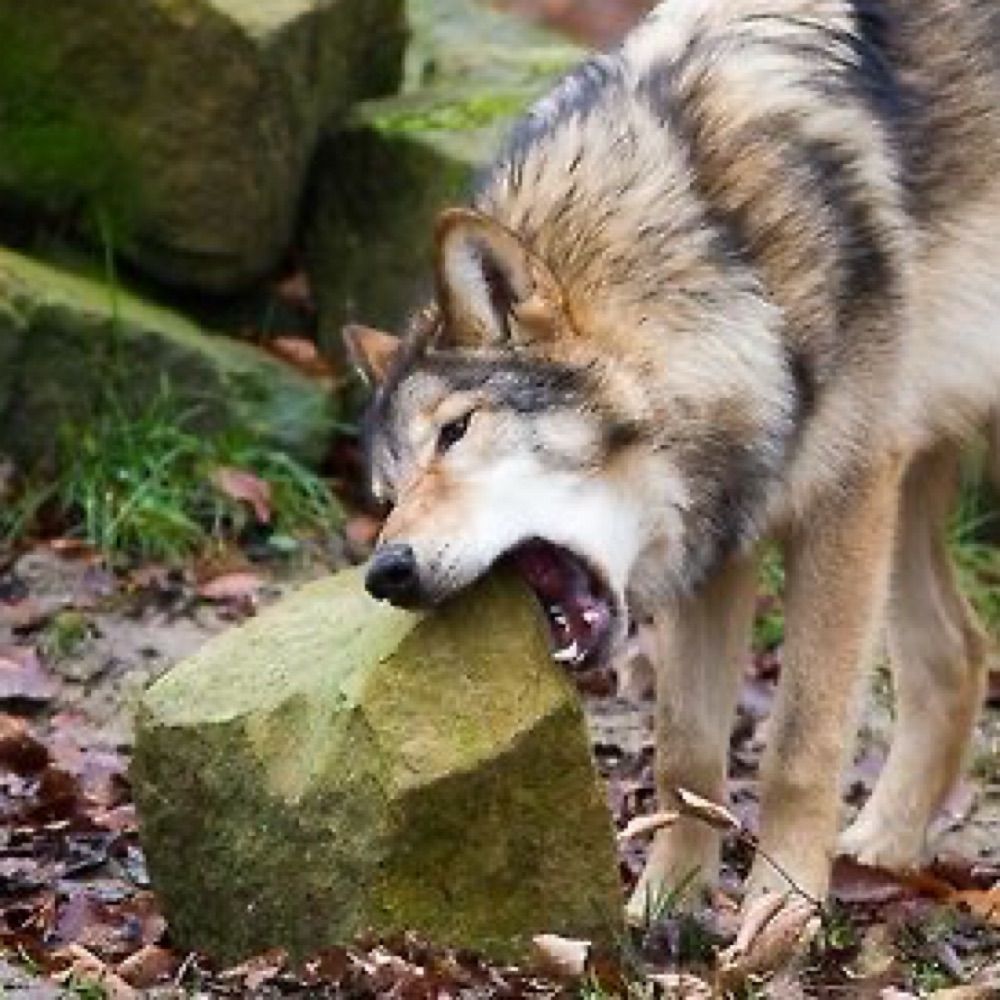 fox!