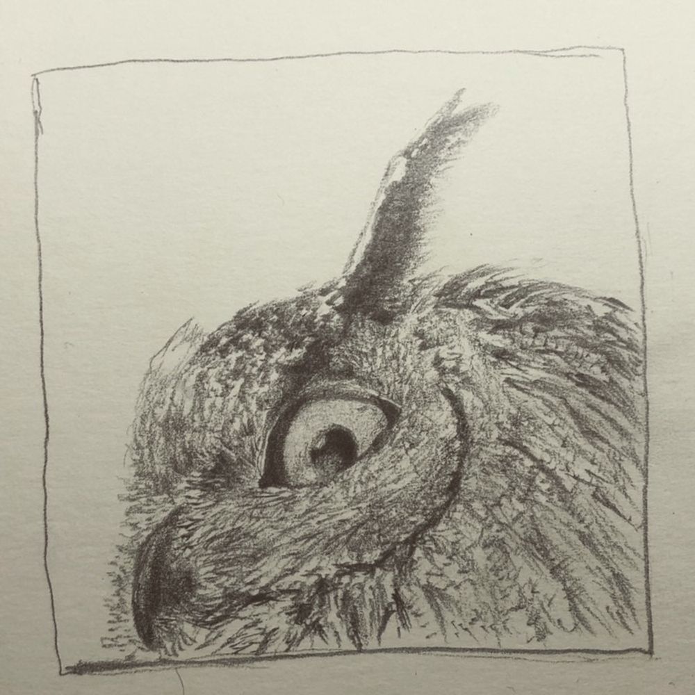 🦅？🦉！