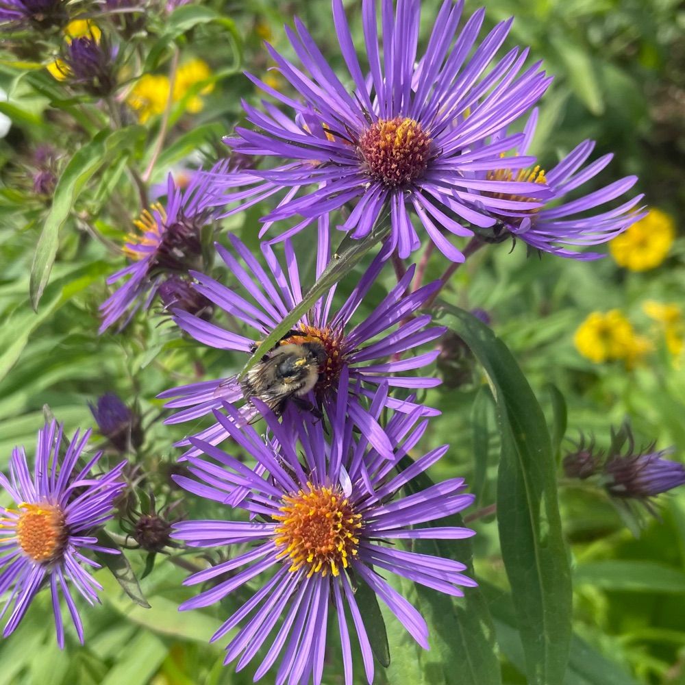 NS Native Plants