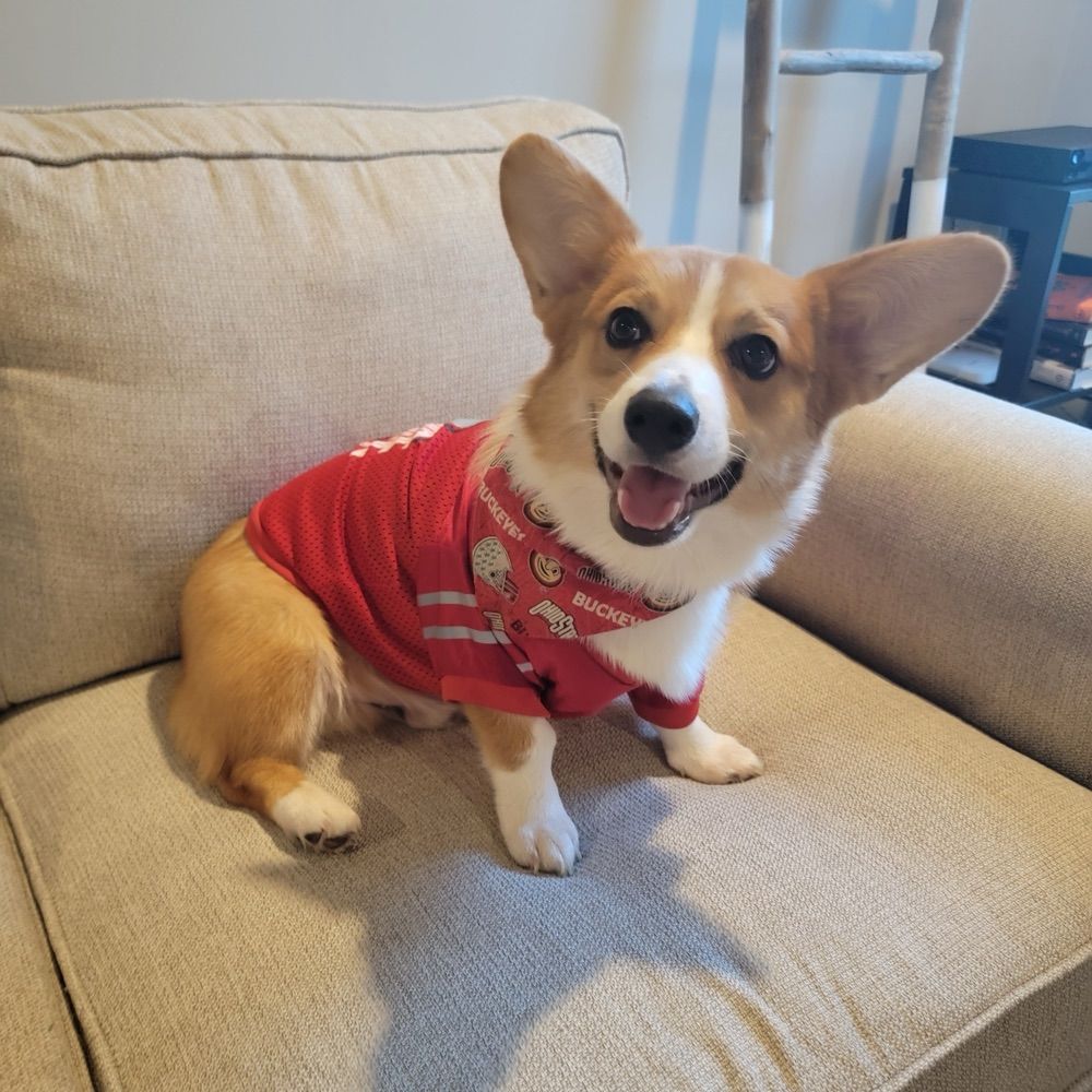 Simba the Corgi
