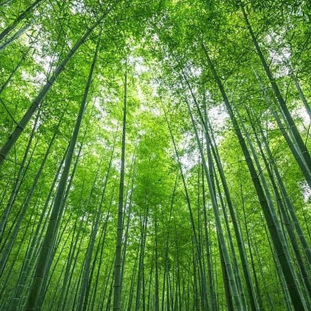 Tのり