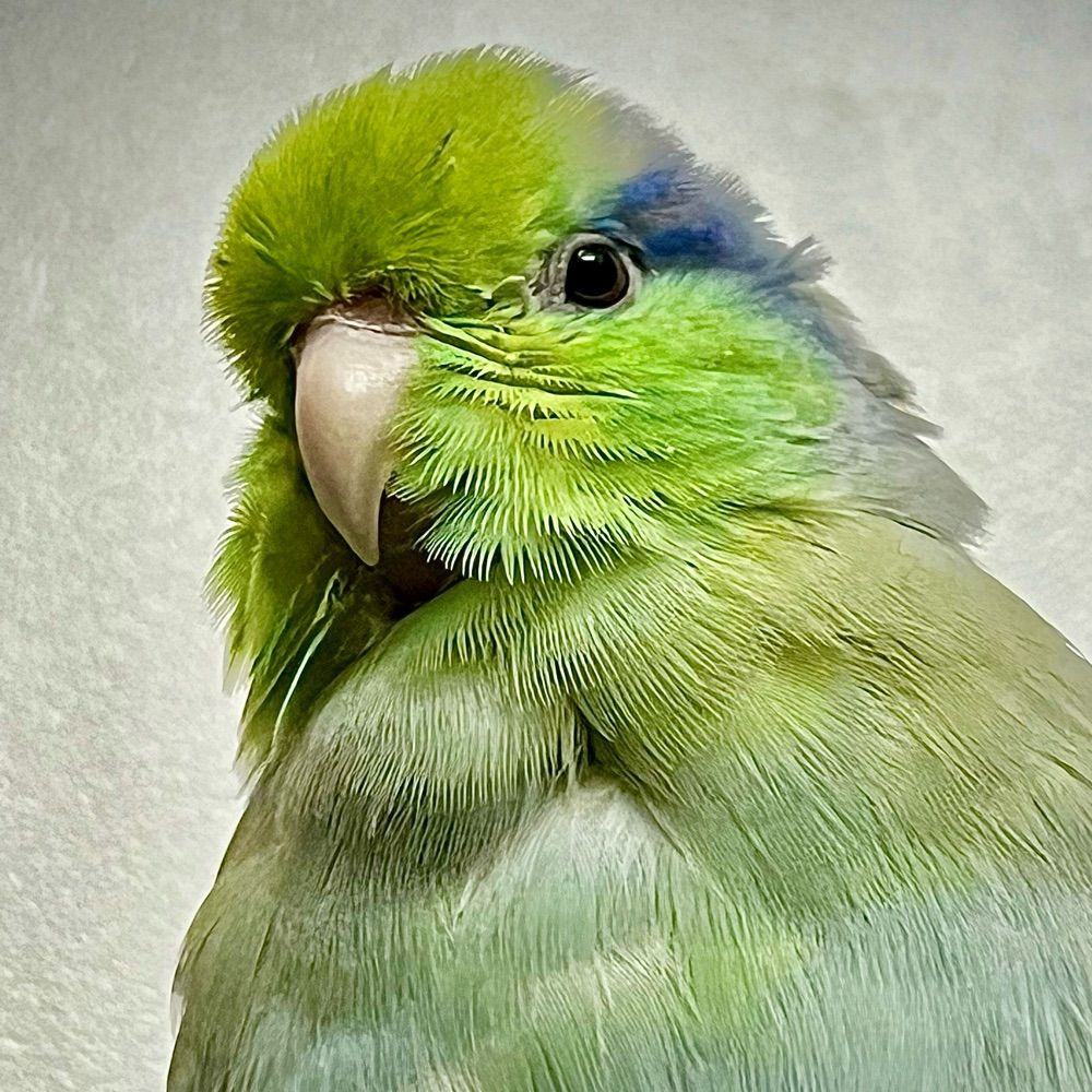 Birb