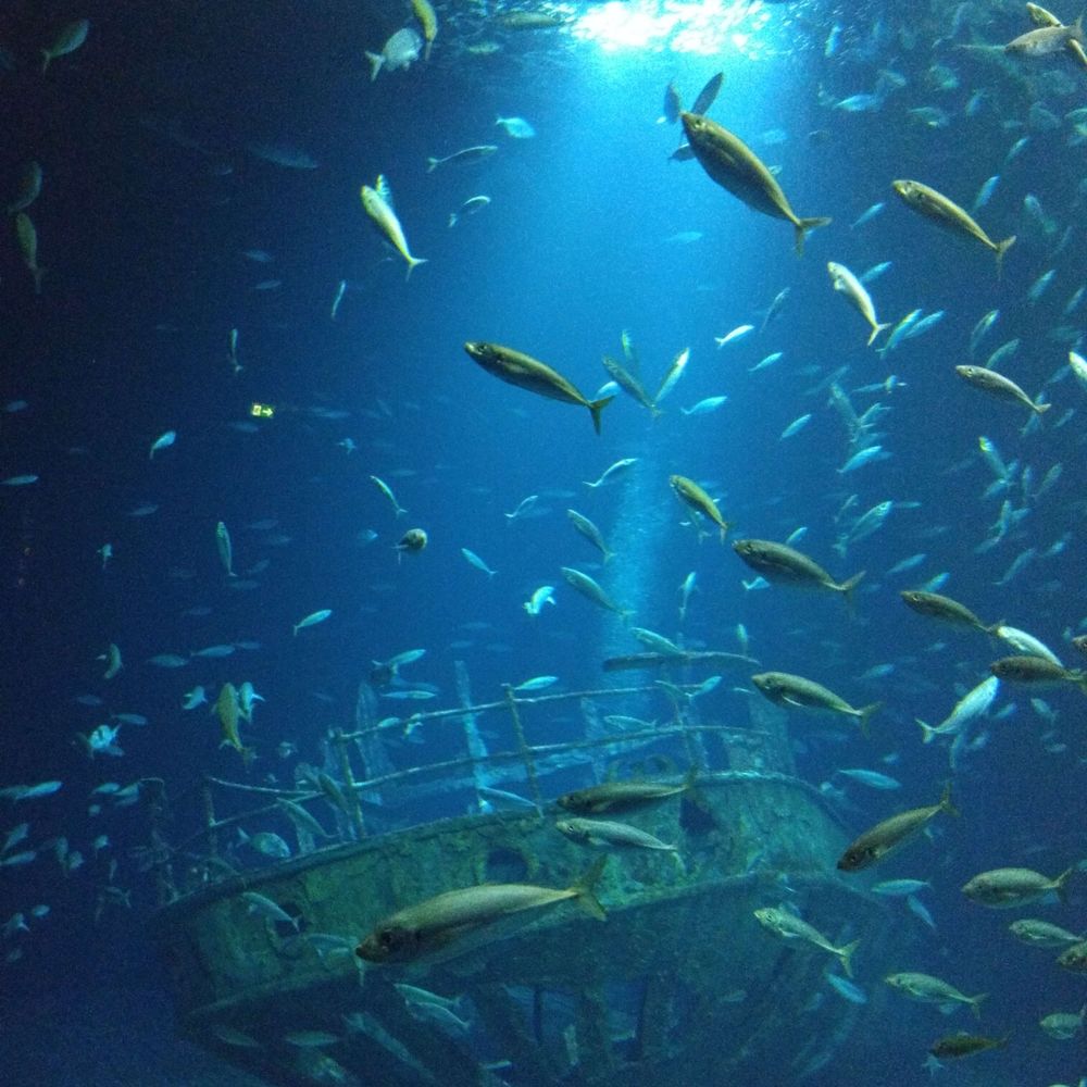 拶双魚