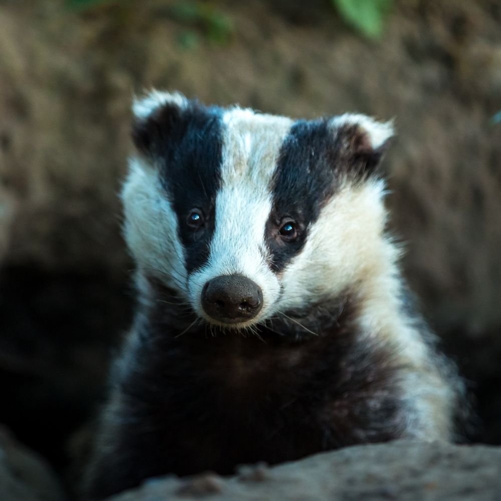 Badger