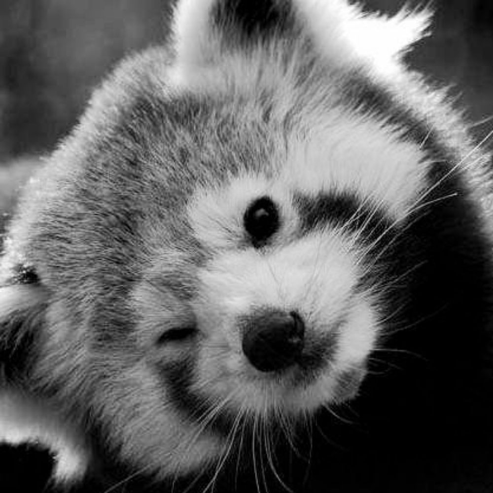 Twitterjaya Red Panda