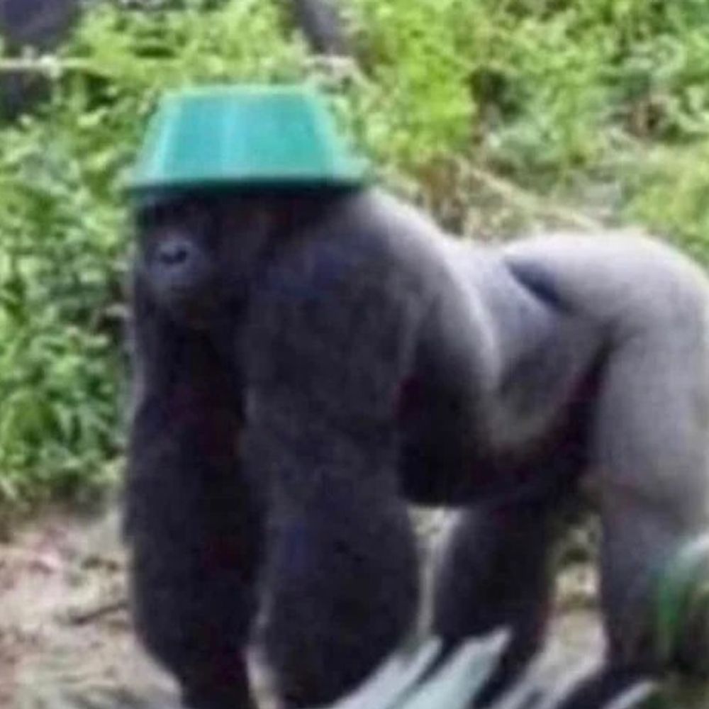 Ipotrick