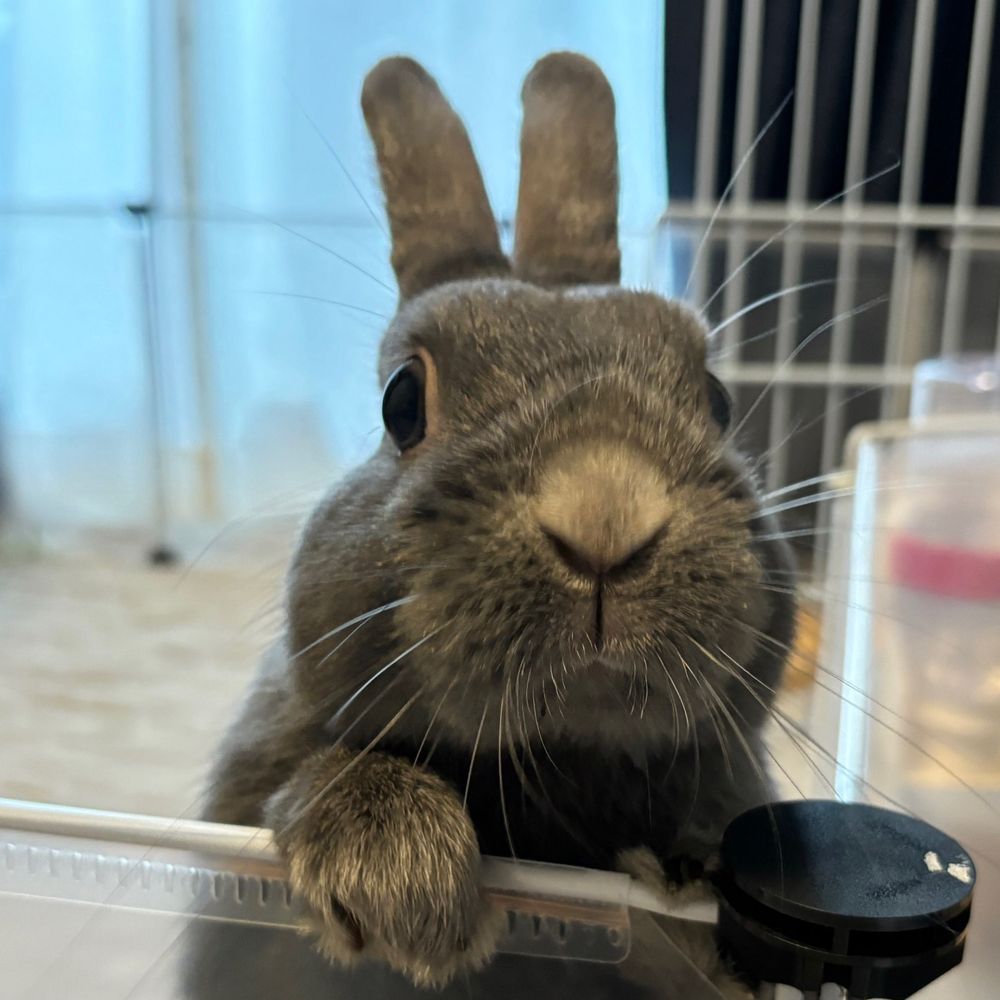 あお🐰