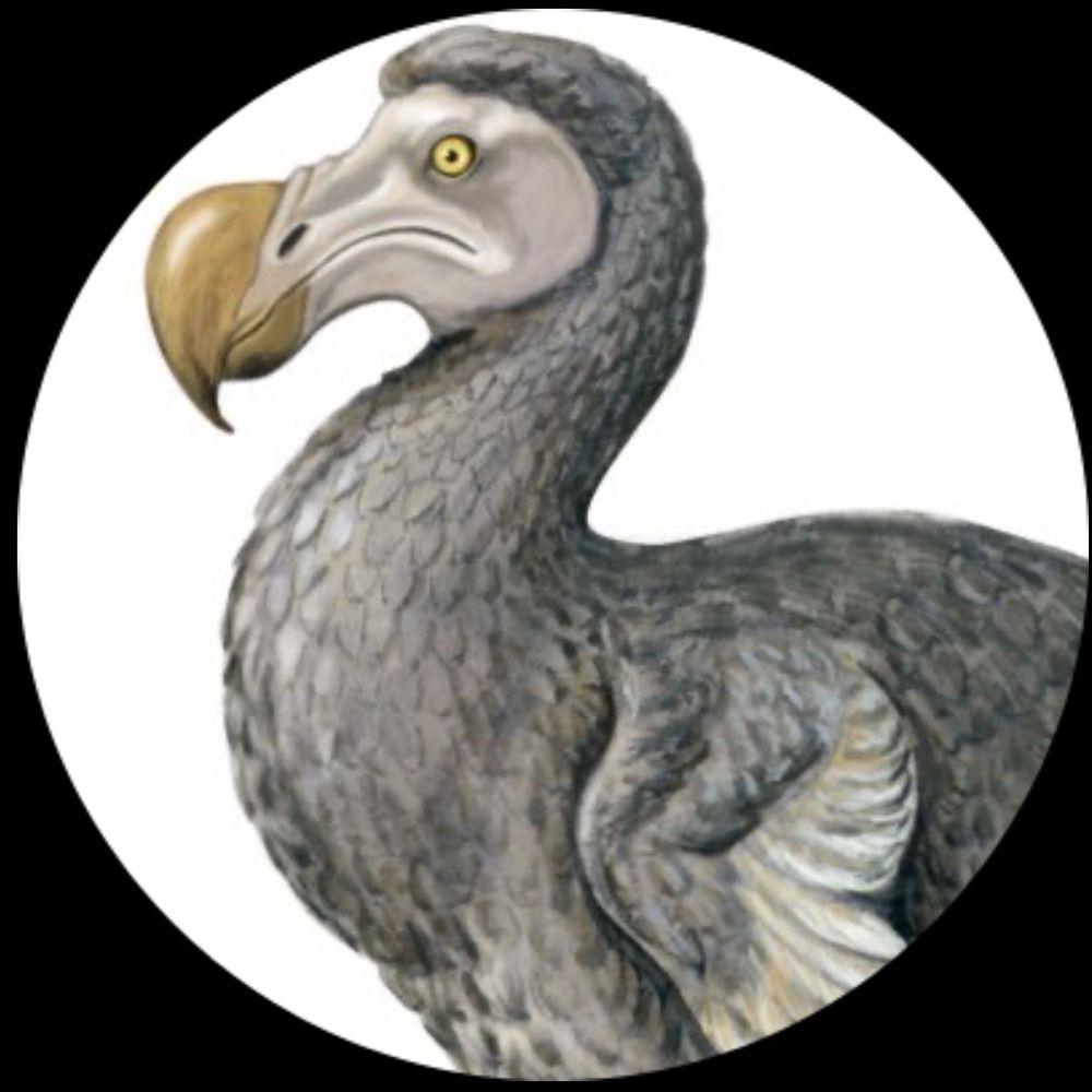 FPL Dodo