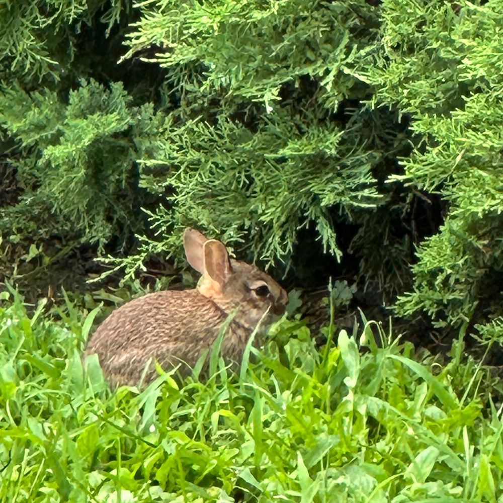 やすす