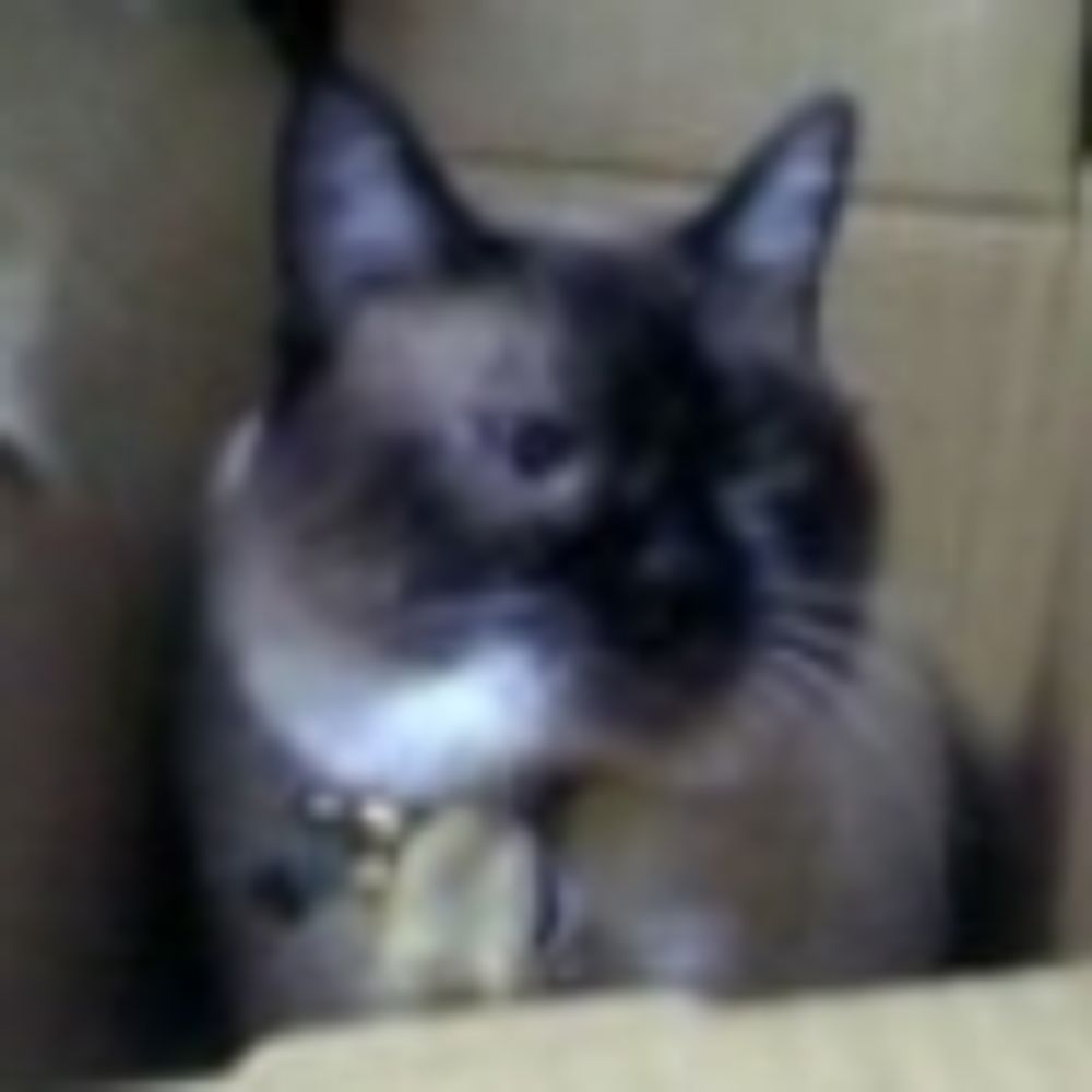 mistyegg