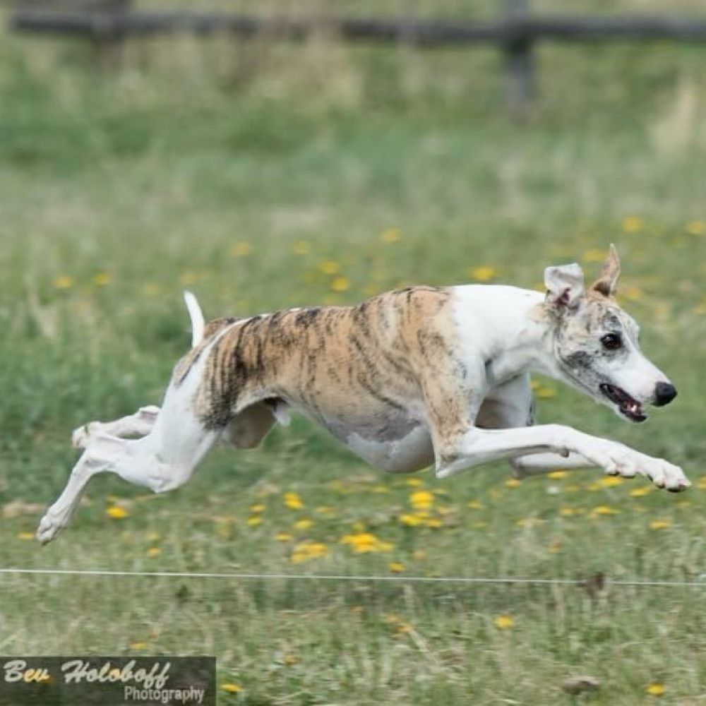 Whippetmama 🇨🇦