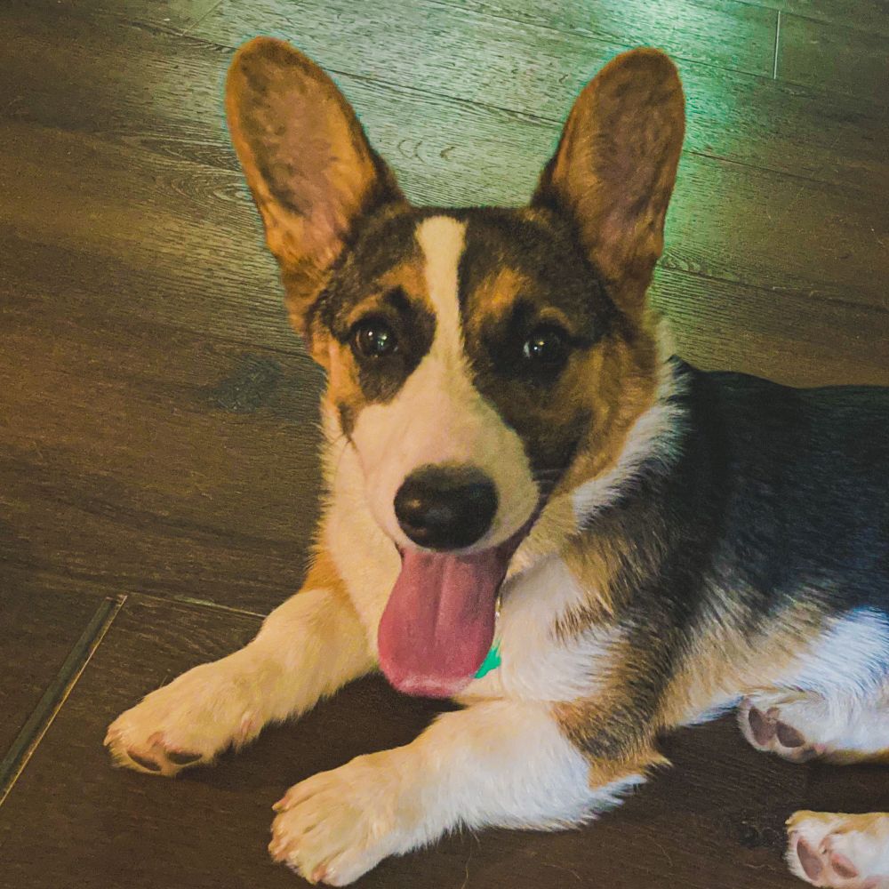Comrade the Corgi  🇺🇸☮️🏳️‍🌈✊🏽✊🏾✊🏿