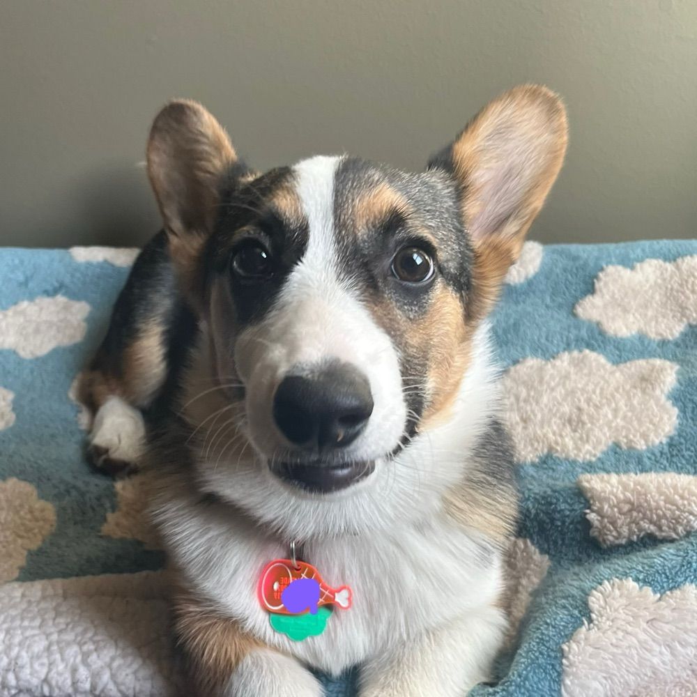 Comrade the Corgi 🇺🇸☮️🏳️‍🌈✊🏽✊🏾✊🏿