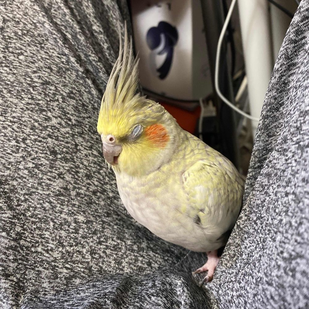 MH
