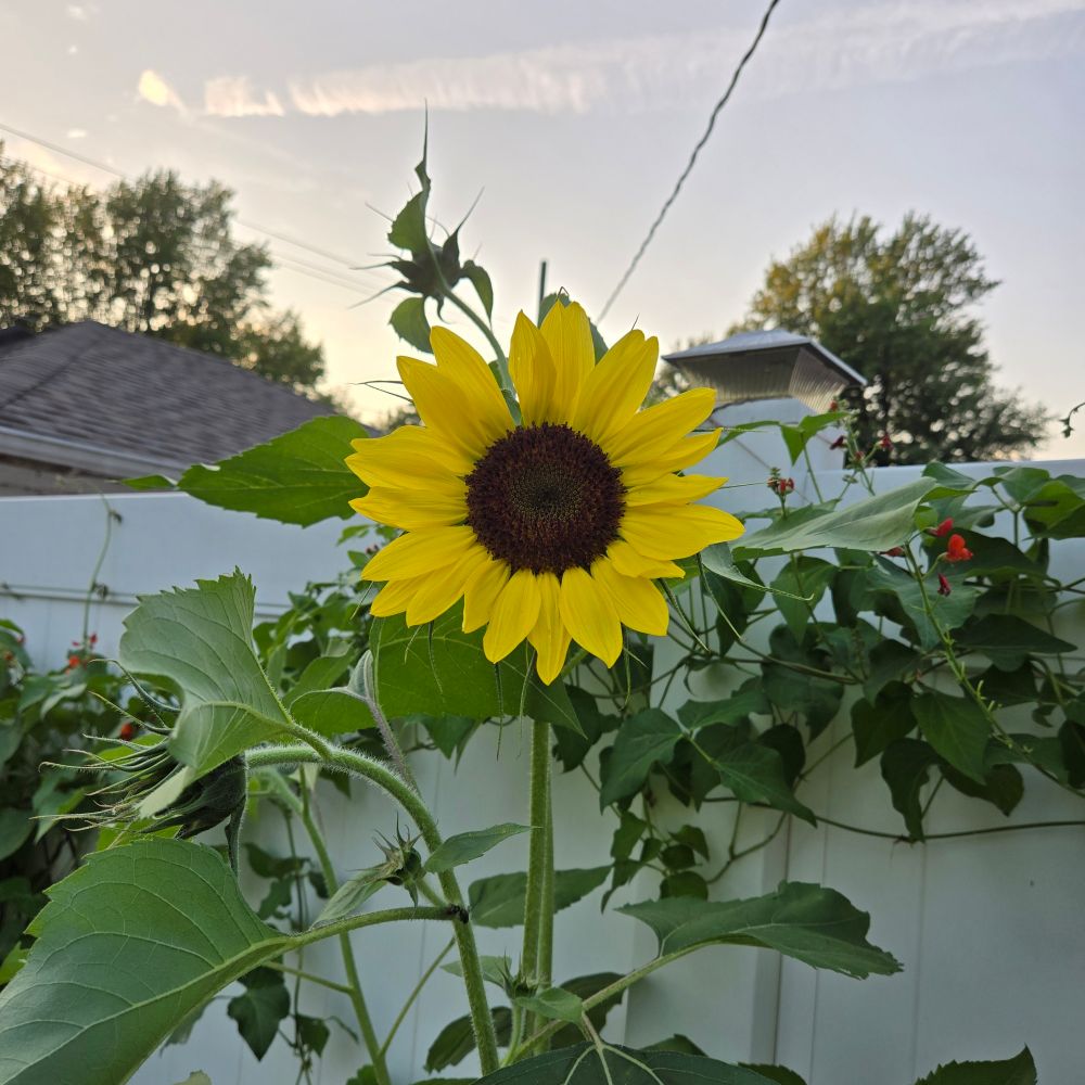 zone6bgardener.bsky.social profile picture