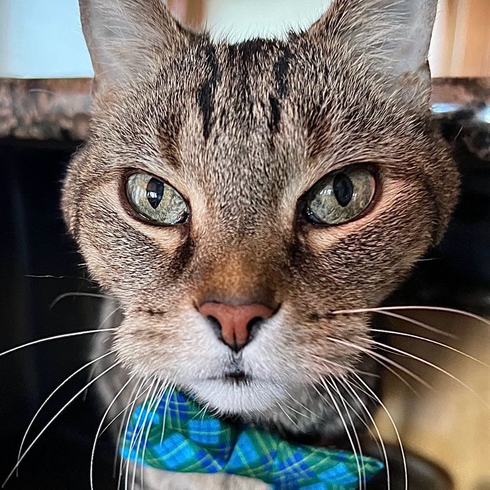 Profile picture lifeofmeow.bsky.social