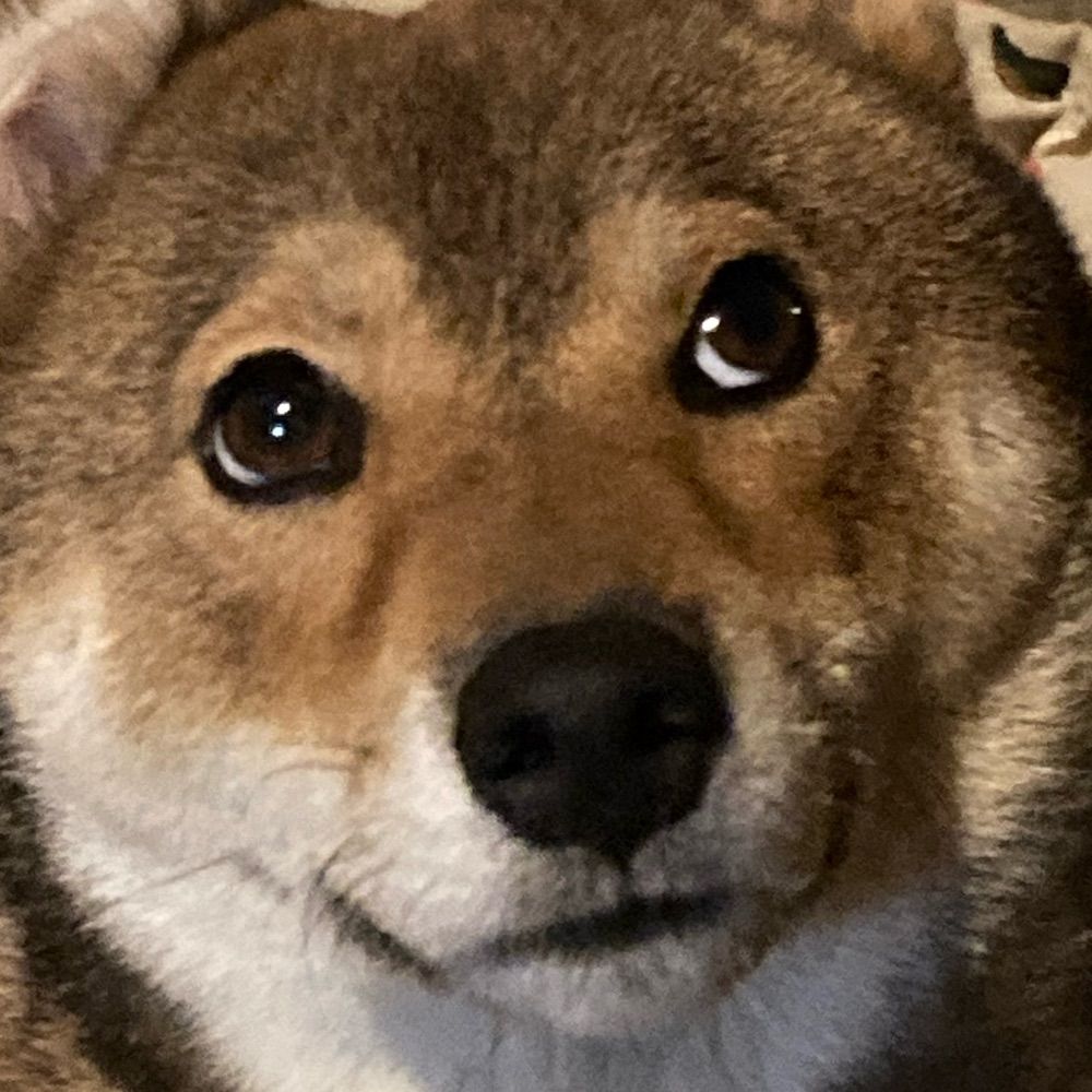 犬尻