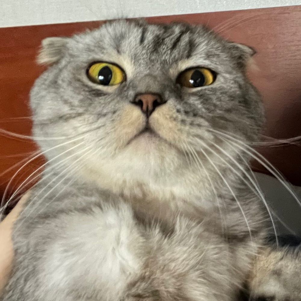 Оскар😼