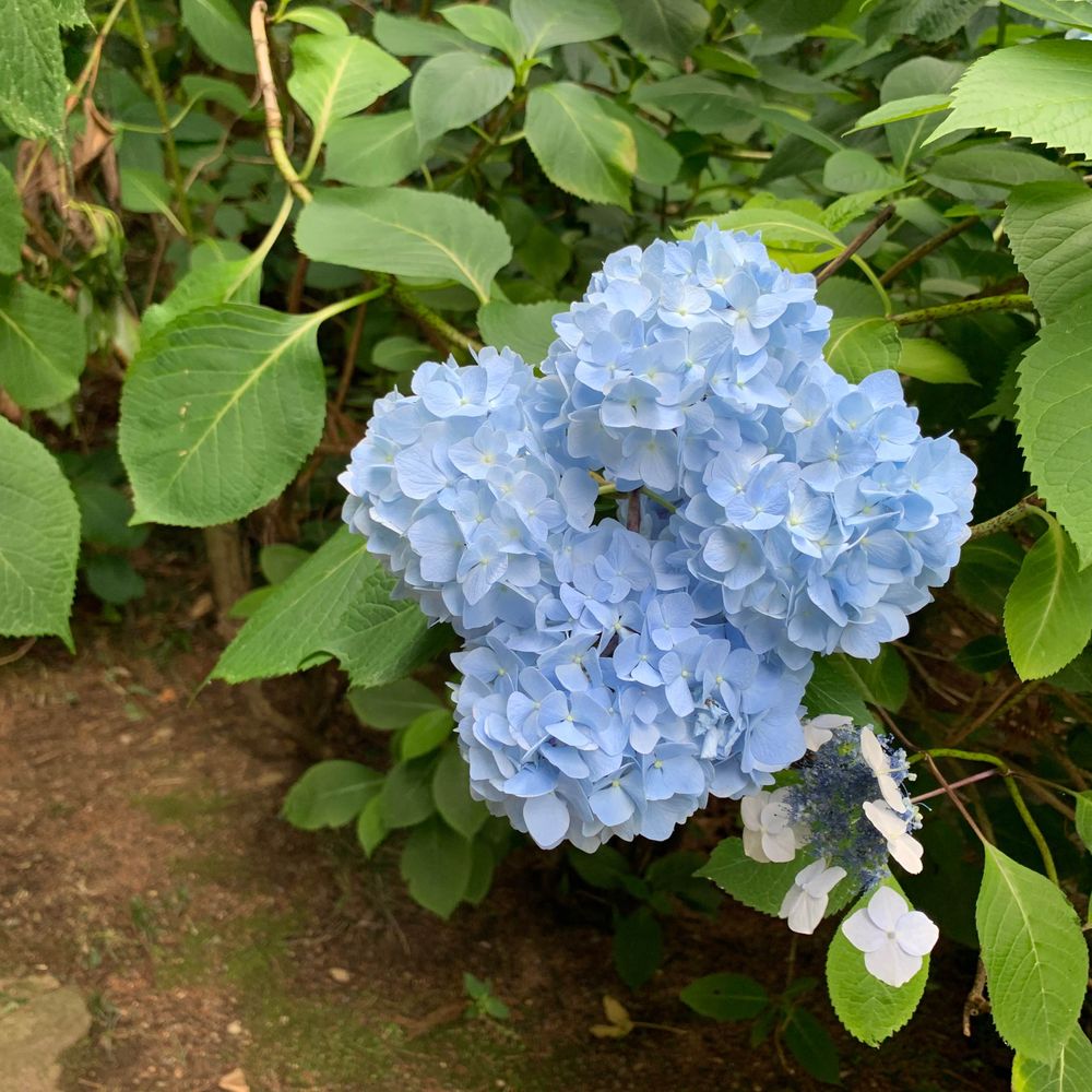 栞