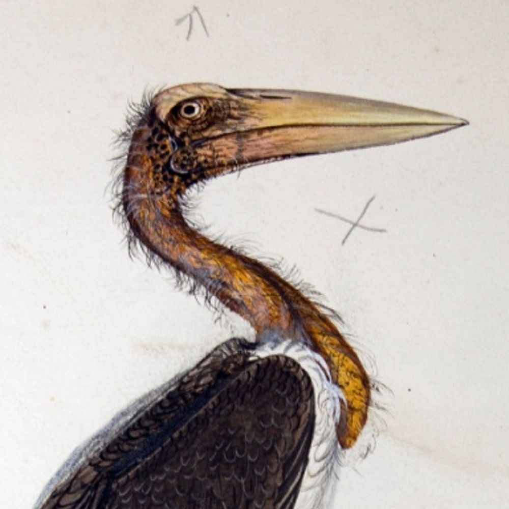 Journal of Zoology