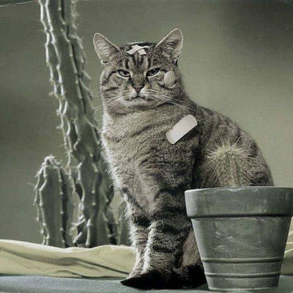 Björn