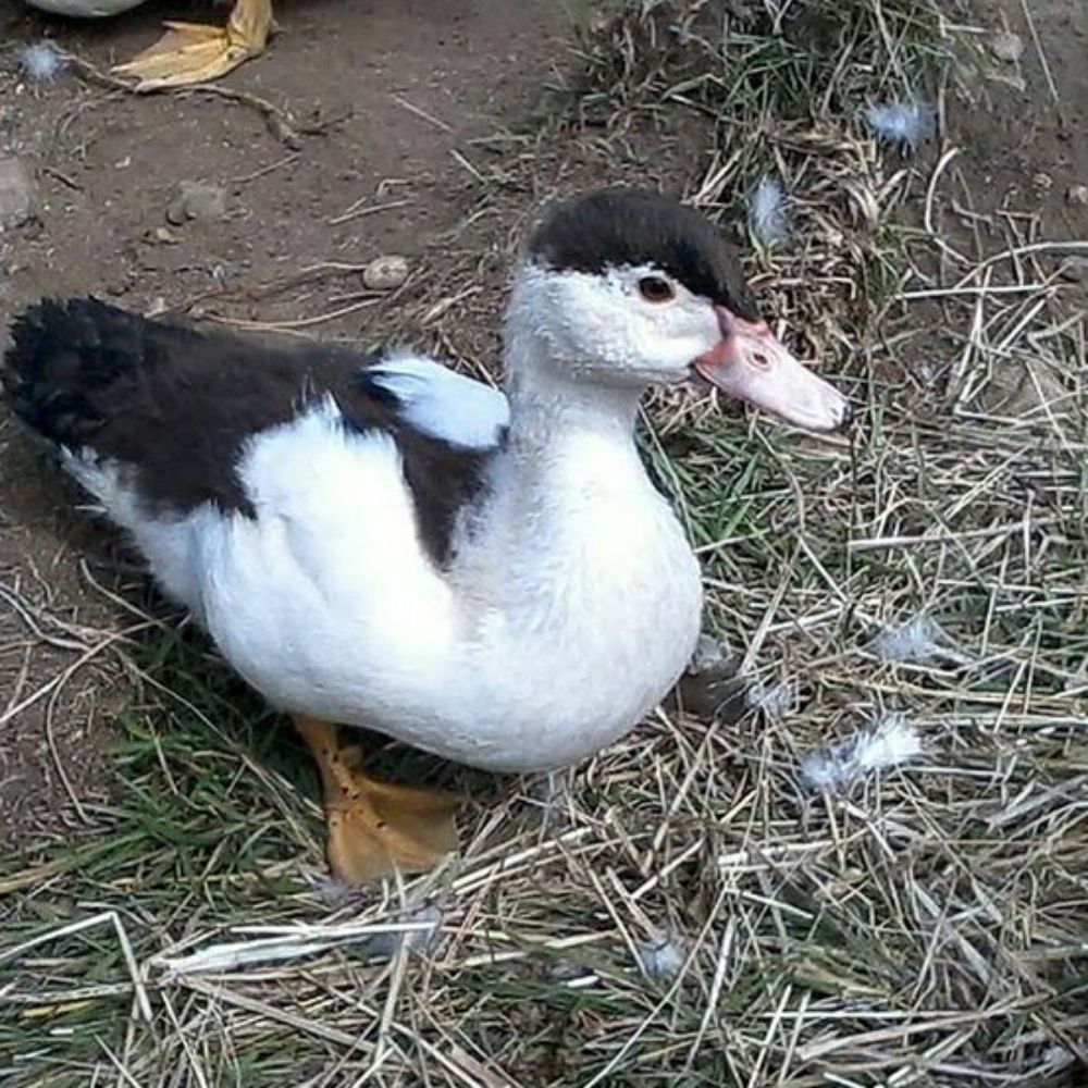 SrDuck