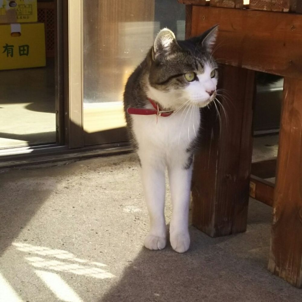 抹茶N