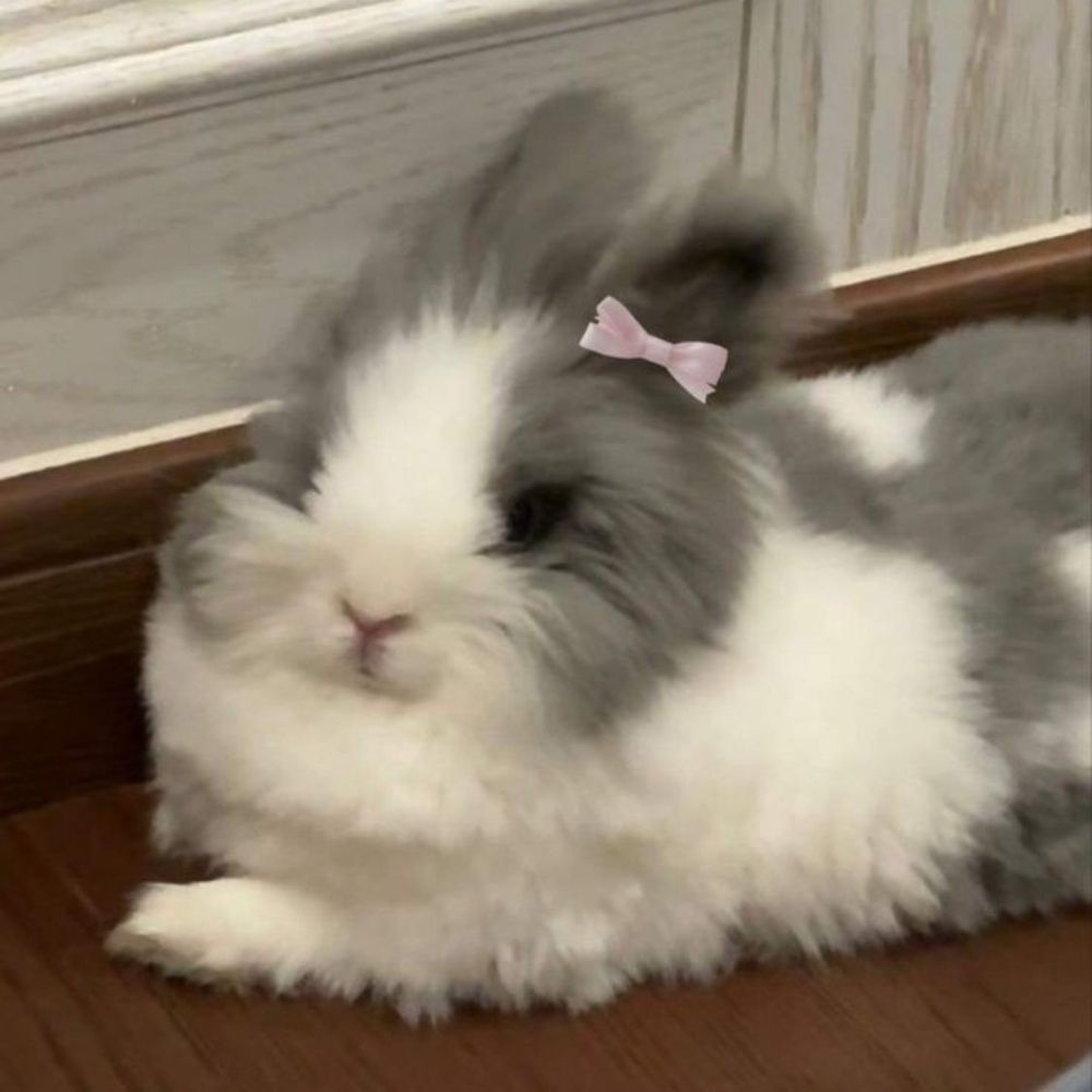 🎀