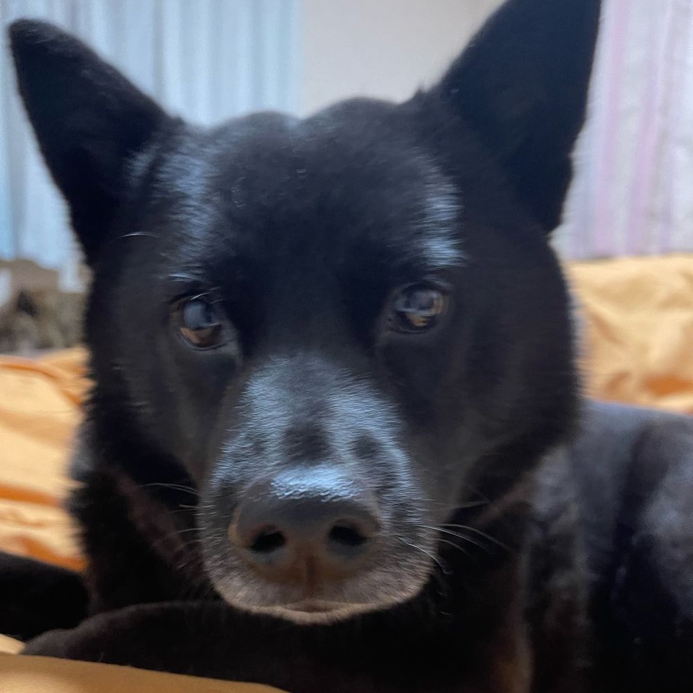 甲斐犬ママ