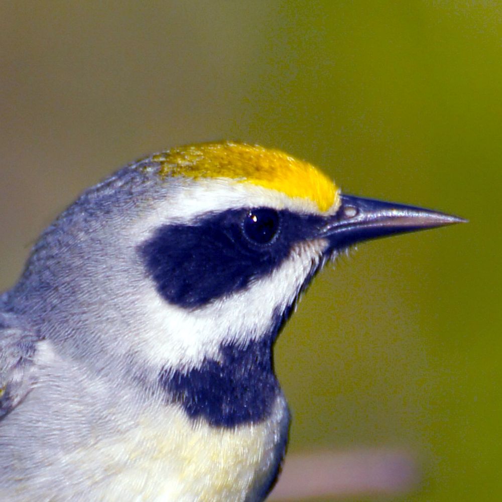 Regis Fortin - Nature photographer